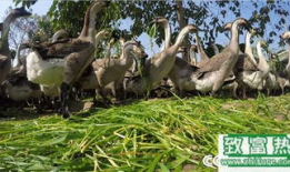 致富经养鹅视频,鹅业养殖，开启财富之门